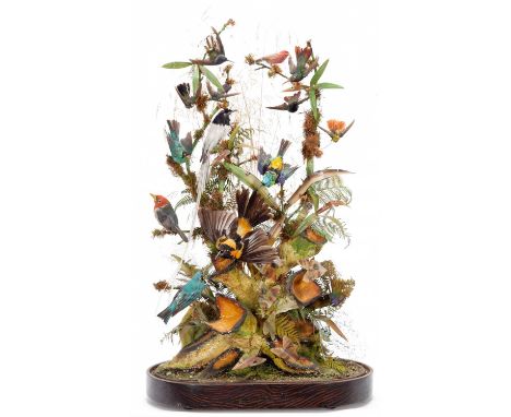 Taxidermy: A Large Late Victorian Diorama of Tropical Birds, circa 1880-1900, comprising fourteen various species to include 