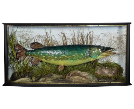 Taxidermy: A Cased Northern Pike (Esox lucius), by E. Allen &amp; Co, Bird Fish &amp; Animal Preserver, 20 Stonegate, No 6 Fe