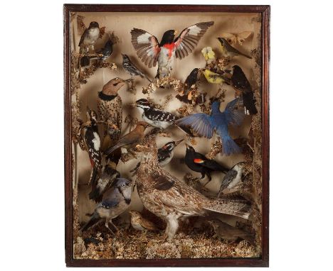 Taxidermy: A Cased Diorama of Birds Native to North &amp; South America, circa 1880-1920, a cased diorama of various birds to