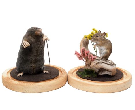 Taxidermy: A Garden Mole &amp; Mouse, modern, by Adrian Johnstone, Taxidermy, Gainford, Co Durham, a full mount adult common 