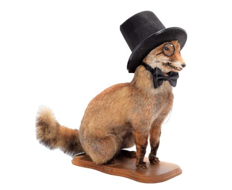 Taxidermy: An Anthropomorphic Squire Fox (Vulpes vulpes), circa late 20th century, a full mount adult in sitting position loo