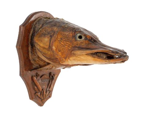 Taxidermy: A Northern Pike Head Mount (Esox lucius), dated 1930, a large preserved adult Pike head mount, glass eyes, from th