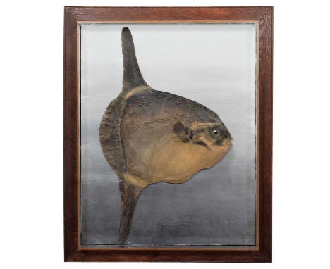 Taxidermy: A Rare &amp; Unusual Wall Cased Ocean Sunfish or Common Mola (Mola mola), caught off the coast of Hartlepool UK in