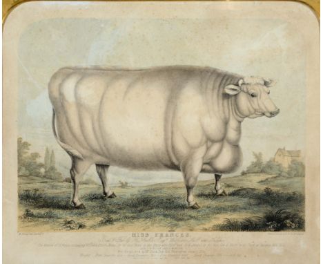 AFTER EDWIN MAY FOX (Fl.1830-1870) `MISS FRANCES`, BRED &amp; FED BY H. AMBLER Esq, WATKINSON HALL, NEAR HALIFAX Tinted litho