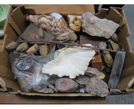 BOX CONTAINING VARIOUS SHELLS AND FOSSILS, ETC. 