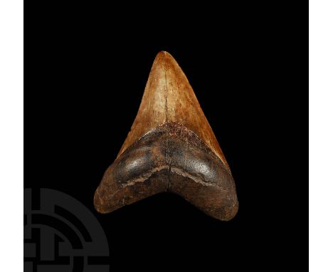Miocene-Pliocene Period, 23-2.5 million years BP. A large Carcharocles megalodon shark tooth with serrations and enamel prese