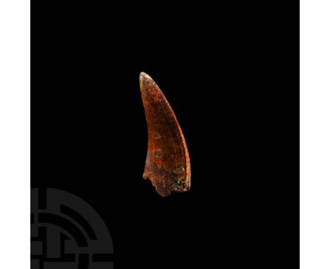 Cretaceous Period, 145-65 million years BP. A large fossil Carcharodontosaurus saharicus (African T-rex) dinosaur tooth, with