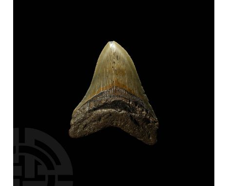 Miocene-Pliocene Period, 23-2.5 million years BP. A good size Carcharocles megalodon shark tooth with serrations and enamel p