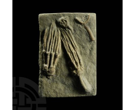 Carboniferous Period, 359-298 million years BP. A group of fossil crinoids, Abrotocrinus unicus and Cyathocrinites multibrach