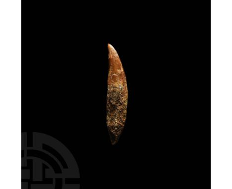 Cretaceous Period, 145-65 million years BP. A large Carcharodontosaurus saharicus (African T-rex) fossil dinosaur tooth, comp