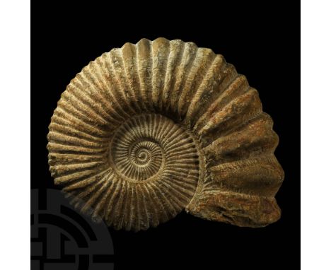 Cretaceous Period, 145-66 million years BP. An unusually large fossil Mellitella sp. ammonite showing well preserved ribs. 2.