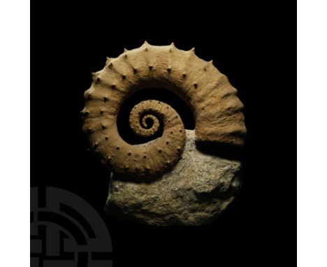 Cretaceous Period, 125-113 million years BP. A very large Heteromorph sp. ammonite.  14.5 kg, 35.5cm (14"). From an East Angl