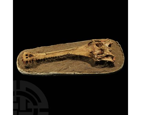 Paleocene Period, 66-56 million years BP. The upper part of a fossil Argochampsa krebsi crocodile skull on a sandy matrix wra