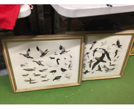 TWO FIRST EDITION PRINTS 'THE BREEDING BIRDS OF THE FALKLAND ISLANDS' BY A. R CHATER SIGNED TONY CHATER 1982, FRAMED 60CM X 5
