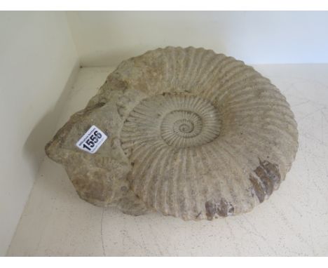 An Ammonite fossil  - Width 30 cm