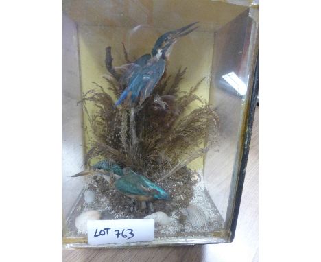 Collectables:  Taxidermy – 2 Kingfishers in square case box in gc.