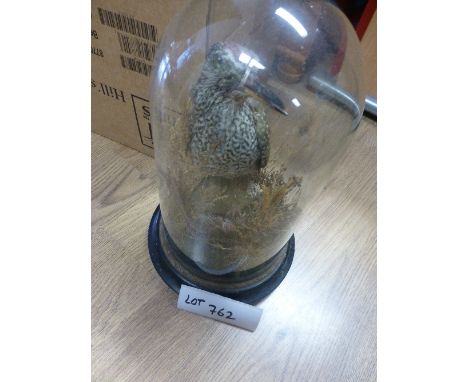 Collectables:  Taxidermy – Woodpecker in dome glass case – gc.