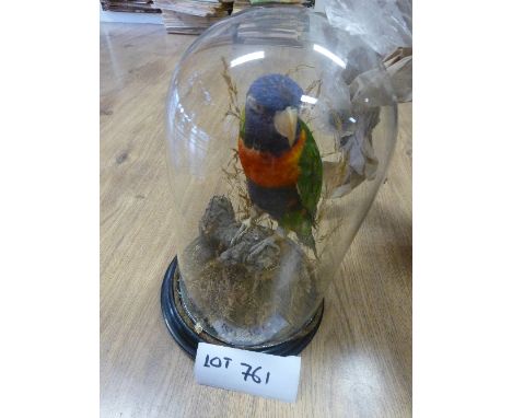 Collectables:  Taxidermy – Parrot within glass dome case, some minor repairs required.