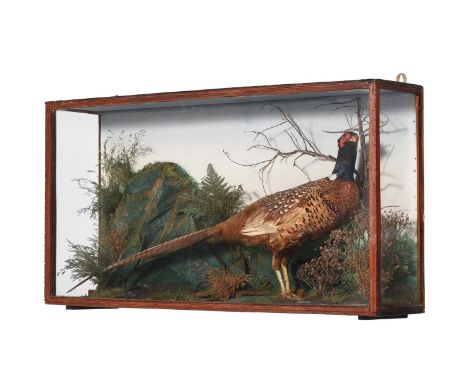 A CASED AND GLAZED PRESERVED MODEL OF A COCK PHEASANT (PHASIANUS COLCHICUS) EARLY 20TH CENTURY  In a grained case with painte