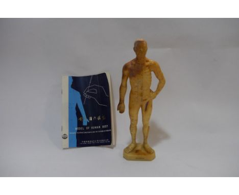A Chinese boxed model of the human body