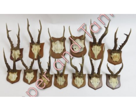 Taxidermy - A collection of thirteen roe deer antlers, each on a wooden shield