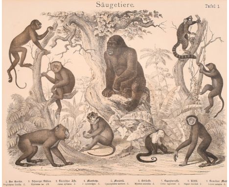 Emil Hanselmann, Circa 1886, a lithograph featuring a gorilla, monkeys and lemurs,12" x 14" (30 x 36cm), along with a print o