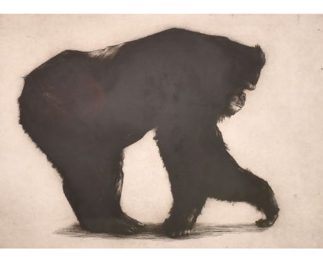 Helen Fay (b. 1968), 'Gorilla', etching, signed, inscribed and numbered 17/30 in pencil, plate size 12.25" x 17" (31 x 43cm).