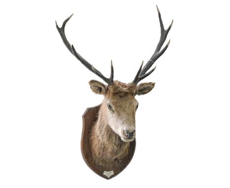 Taxidermy. Deer, 1947, full head mount with antlers, on oak shield, with ivorine tablet inscribed Capt K C Goldie-Morrison In