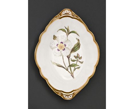 A Spode bone china botanical dessert dish, c1810,&nbsp;painted with a cistus, the rim gilt, 25cm l, painted SPODE and Gum Cis