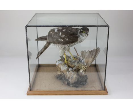 A taxidermy model of a falcon with its prey, in rectangular glass case, case 28cm high