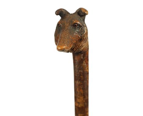 A LATE 19TH CENTURY BLACK FOREST HAZEL CARVED DOGS HEAD WALKING CANE realisticly worked and decorated as a collie with glass 