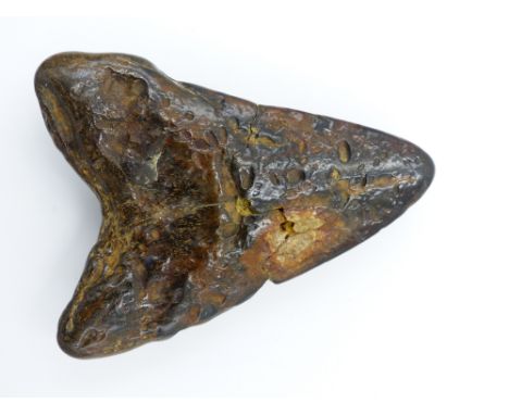 A MAGALODON FOSSIL TOOTH- LATE MIOCENE PERIOD ( 20 MILLION YEARS AGO)- APPROX 10 CM LONG