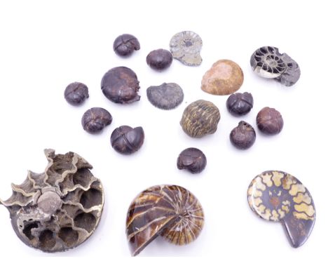A SMALL COLLECTION OF FOSSIL AMMONITES AND TRILOBITES INCLUDING SOME POLISHED EXAMPLES (QTY)