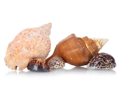 CONCHOLOGY, COLLECTION OF SHELLS, including three large conches and further varied smaller examplesthe largest shell 25cm lon