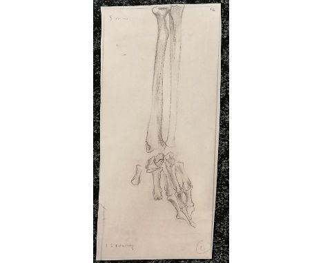 L S Lowry pencil sketch of a skeletal lower left arm, the number 12 to the top right corner and number 4 to the bottom right 