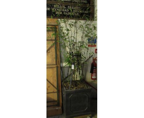 Large square garden planter with supporting frame containing black bamboo plant.(B.P. 21% + VAT) 