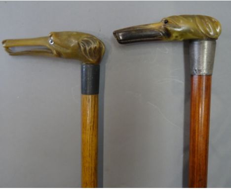 An early 20th century horn and silver mounted 'dog's head' walking stick, with carved horn handle and silver collar hallmarke