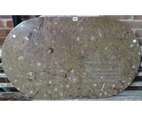 An oval limestone fossil table top, containing orthoceras and goniatites, mostly brown, 100cm x 60cm.