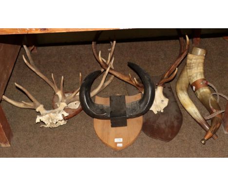 Antlers/Horns: Three sets of European Red Deer antlers on cut upper frontlets (two on shields), one set of mounted Cape Buffa