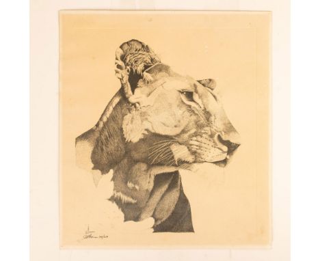 Large original etching on laid paper that represents a Lioness that the artist engraved with outmost observational and realis