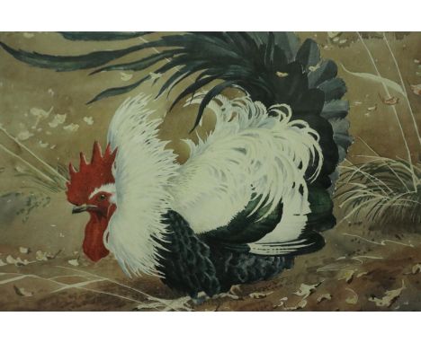 Charles Frederick Tunnicliffe (1901 - 1979): limited edition lithograph, Cockerel, no 210/350, 42 x 35 cm. Not available for 