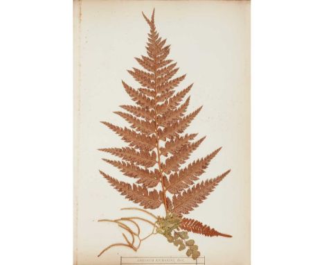 Craig, Eric (1829-1923) 'New Zealand Ferns' [cover-title], c.1870-80 4to, original bevelled wooden boards with incised decora