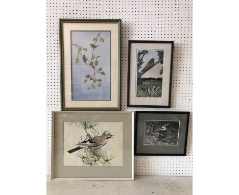 Four framed paintings and prints of birds to include: R. Ingram - Jay Bird, watercolour on paper, signed lower right, 26 x 35