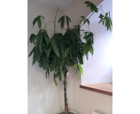 A Money Tree or Guiana Chestnut, with plaited trunk, approx height 2m 