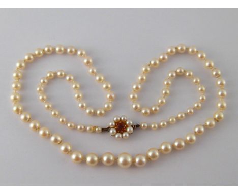  A graduated cultured pearl necklace with a yellow metal (tests 9 carat gold) clasp, necklace approx 55cm long, pearls gradua
