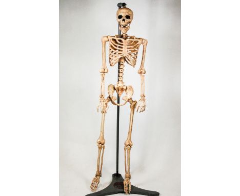 A full scale composite skeleton on a cast iron Admel stand, 168cm high (overall)