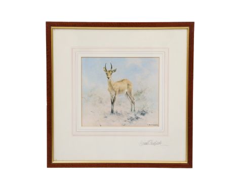 David Shepherd (1931 - 2017) A depiction of a solitary antelope set against a light background, print, signed, in pen-lined a