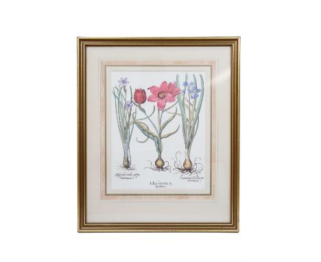 After Basilius Besler (1561 - 1629) A pair of botanical flower studies, prints, late 20th Century, in pen-lined card mounts a