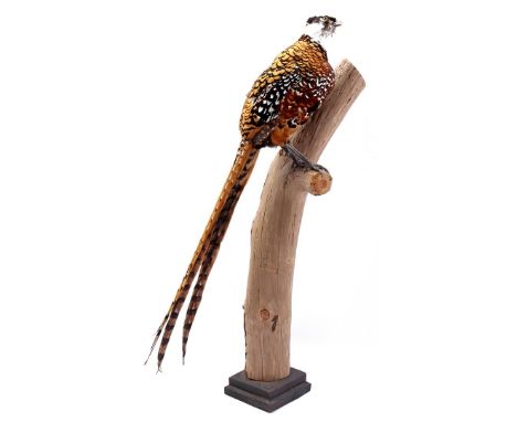 Stacked and prepared king pheasant on tree trunk, 92 cm high