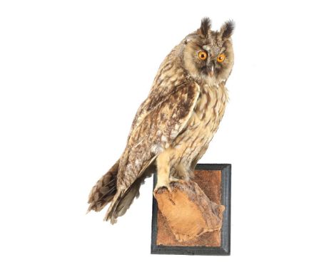 Taxidermy long-eared owl on trunk, total 31 cm high